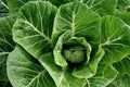Collard Greens Seeds - Premium Organic Champion Variety - Huge Juicy Leaves - Non-GMO