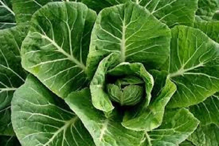 Collard Greens Seeds - Premium Organic Champion Variety - Huge Juicy Leaves - Non-GMO