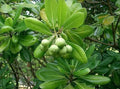 Japanese Cheesewood Tree Seeds (30 Seeds) - Pittosporum tobira - Hardy Ornamental Plant for Gardens and Landscaping