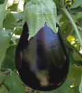 Black Beauty Eggplant Seeds 100+ Pack, Heirloom Vegetable for Garden, Solanum melongena