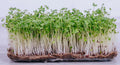 Pak Choi Microgreen Seeds | 40,000+ Bok Choy Cabbage Seeds | Fresh Garden Seeds USA | Brassica rapa