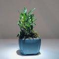 Dendrobium Mini Bonsai Plant in Pot, Den. Huoshan Mizhu (霍山米斛) - Elegant Orchid for Home Decor