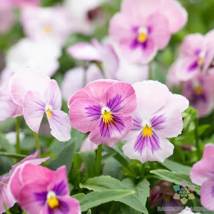 Panola Pink Shades Mix Pansy Seeds - 200+ Count - Viola for Garden Planting