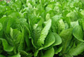 Romaine Lettuce Seeds 1000+ Parris Island Cos Heat Tolerant (Lactuca sativa) Organic Vegetable Gardening