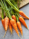 Danvers 126 Carrot Seeds, 200+ Non-GMO Heirloom Seeds, Daucus carota, First Class Variety Since 1886