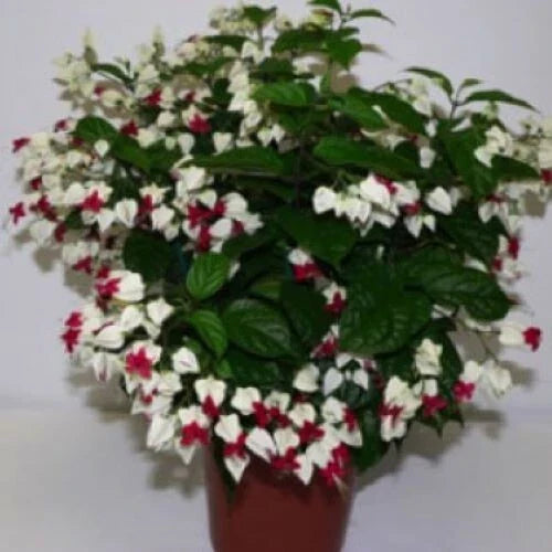 Bleeding Heart Plant Starter - White & Red Blooms - Clerodendrum thomsoniae - Healthy Rooted Plant, Ships Bareroot