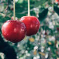 Evans Cherry Tree Seeds - 20 Pack - Tasty Tart Fruits - Prunus cerasus 'Evans' - Edible Cherry Seeds for Home Garden