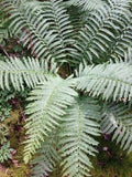 Cinnamon Ferns 5-Pack Live Rooted Plants Osmundastrum cinnamomeum Southern Alabama Heirloom