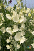 Primrose Sweet Pea Seeds - 50+ Pack for Garden Planting - Lathyrus odoratus - USA Grown - Free Shipping