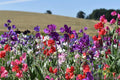 Knee-High Mix Sweet Pea Seeds - 50+ Pack for Garden Planting - Lathyrus odoratus - USA Shipping