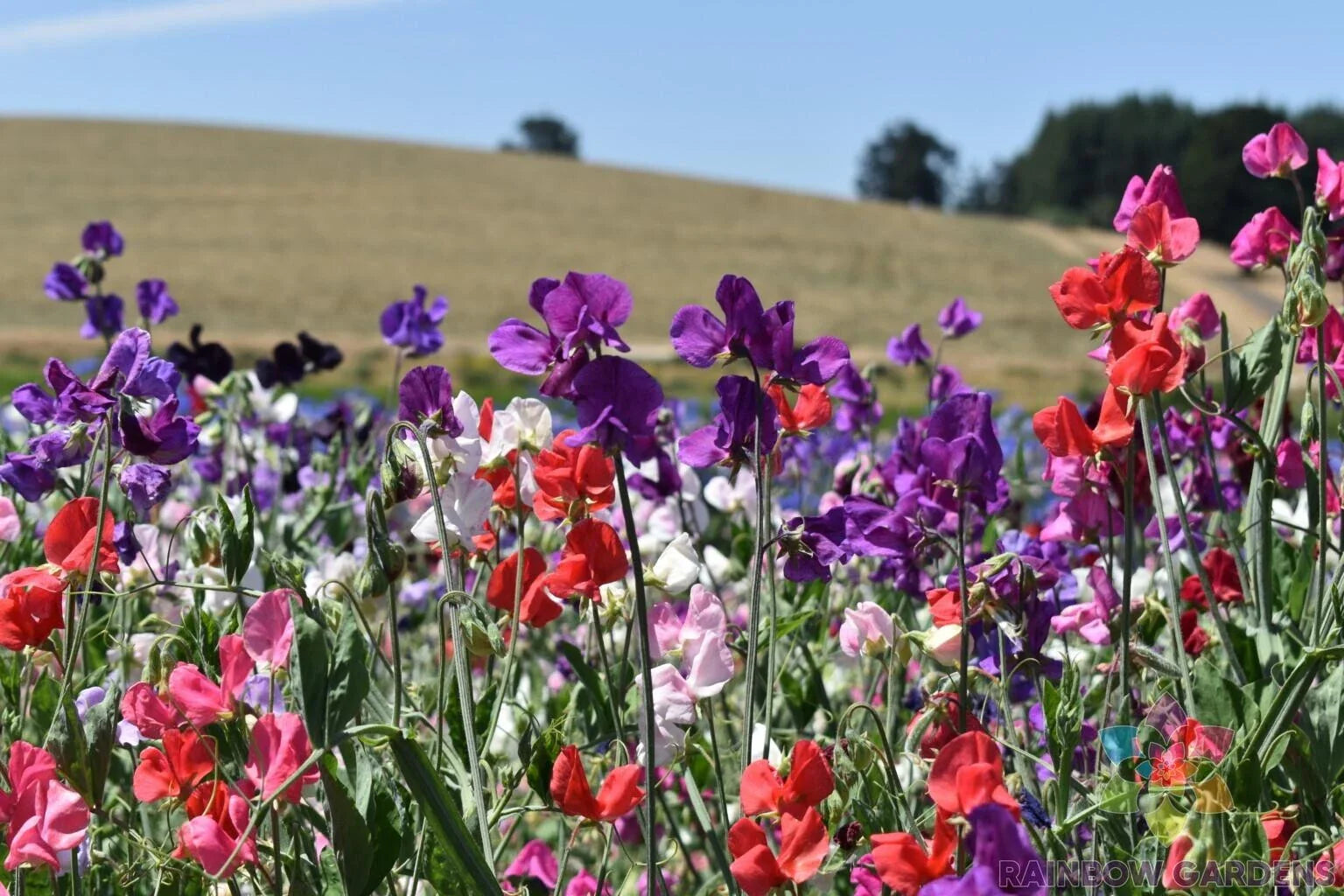 Knee-High Mix Sweet Pea Seeds - 50+ Pack for Garden Planting - Lathyrus odoratus - USA Shipping