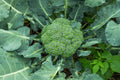 Waltham 29 Broccoli Seeds - Non-GMO Heirloom Variety - Brassica oleracea - Backyard Gardening