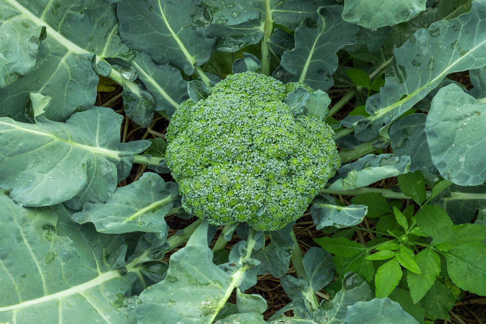 Waltham 29 Broccoli Seeds - Non-GMO Heirloom Variety - Brassica oleracea - Backyard Gardening