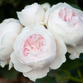 Earth Angel Rose Plant Cuttings - 4 Live Flower Shrub Bush Cuttings - Rosa 'Earth Angel'
