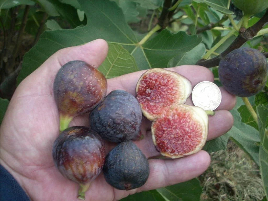 Fig Tree Cuttings - 6 Pieces - Ronde de Bordeaux - Delicious Black - Ficus carica