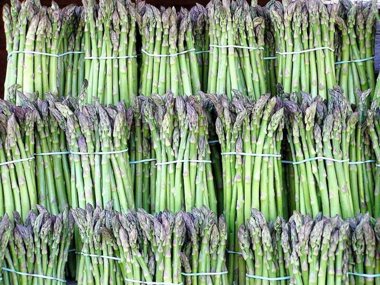 Asparagus Seeds - 1000+ Heirloom UC72 - Organic Non-GMO - Mary's Granddaughter