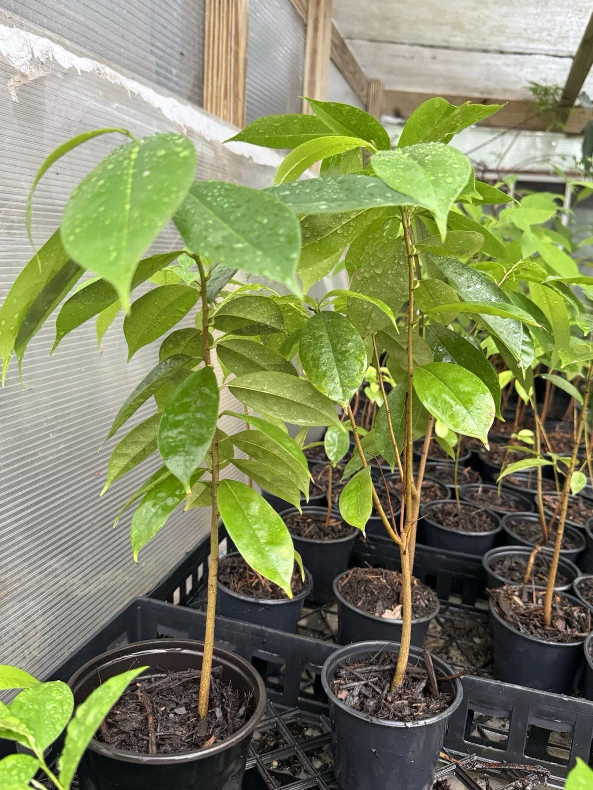 Well Rooted Muricata Soursop Tree - 11-13 Inches - Graviola Guanabana Plant (Annona muricata)