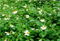 Spanish Needle Seeds - 100+ Pack - Black Jack, Beggar's Tick, Blur Marigold - Biden alba