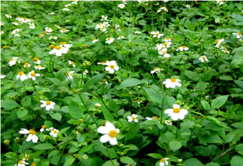 Spanish Needle Seeds - 100+ Pack - Black Jack, Beggar's Tick, Blur Marigold - Biden alba