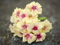 Phlox Seeds - 50 Yellow Pink Perennial Flower Seeds - Phlox paniculata - US Seller