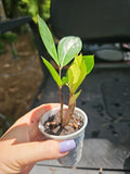 ZZ Plant 2.5" Pot Variegated Chameleon Zamioculcas zamiifolia Rooted Houseplant