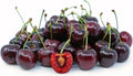 Dark Red Bing Cherry Seeds - 15 Seeds, Prunus Avium, 2024 Harvest - USA Grown