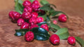 Magenta Cherry Seeds - 10+ Pack for Garden Planting - USA Grown - Prunus cerasus
