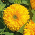 Sunflower Seeds - Tall Teddy Bear Variety - Fluffy Blooms - Non-GMO - 100 Seeds - Helianthus annuus