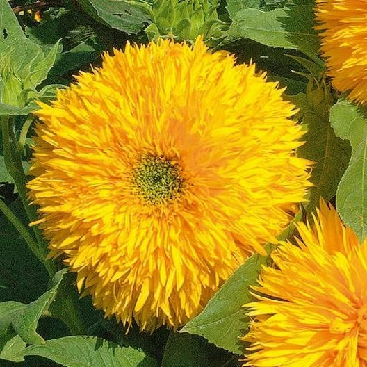 Sunflower Seeds - Tall Teddy Bear Variety - Fluffy Blooms - Non-GMO - 100 Seeds - Helianthus annuus