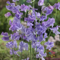 Royal Lavender Sweet Pea Seeds - 50+ Count - Lathyrus odoratus - Non-GMO Flower Seeds for Garden Planting