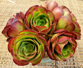 Medium Size Aeonium 'Velour' Cutting - 2 Inch (5 cm) Diameter - Succulent Plant for Propagation and Indoor Gardening
