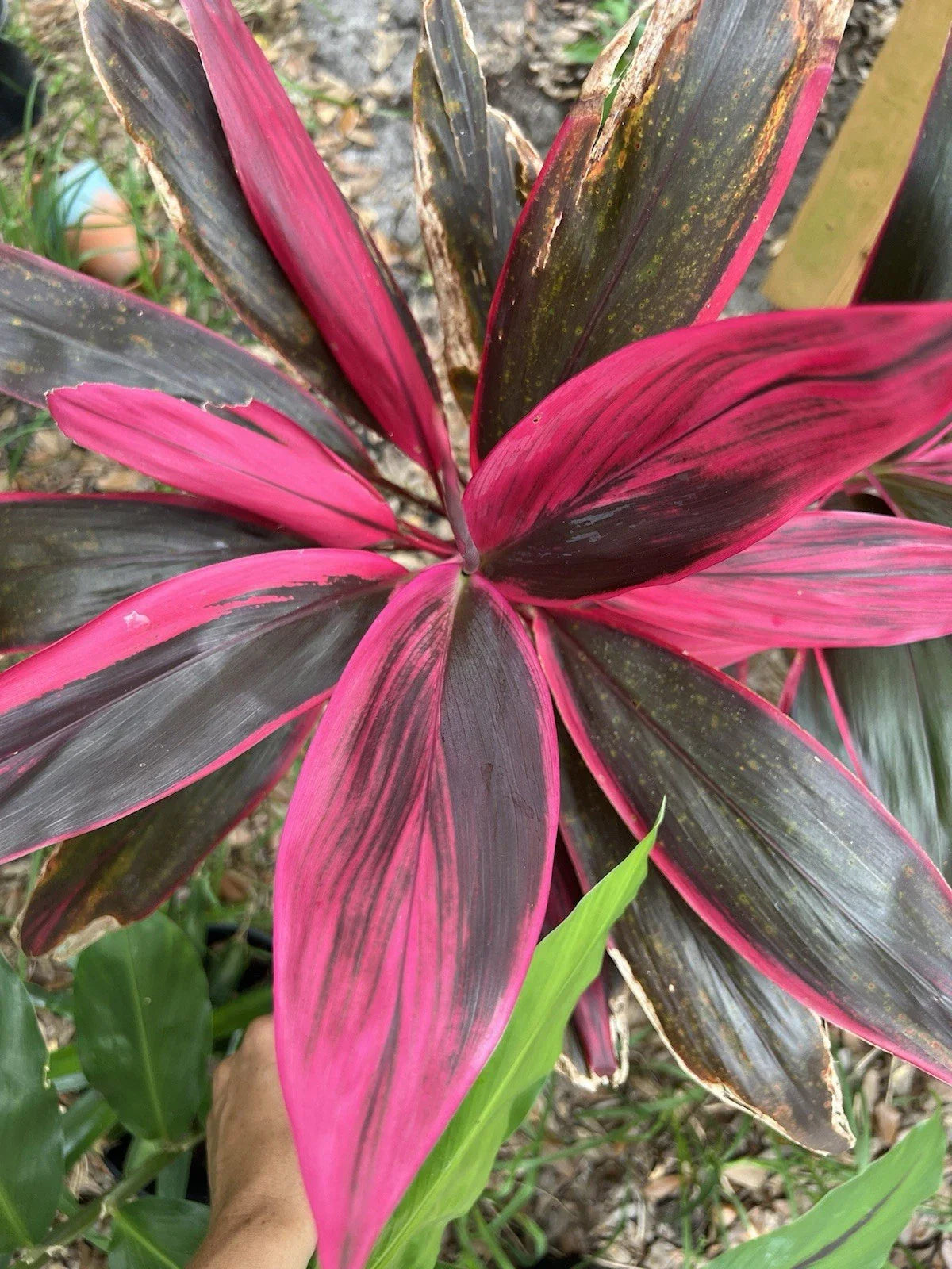 Hawaiian Ti Leaf Fresh Cuttings 6 Inch Hybrid Green Pink Red No Roots - Dracaena spp. (Set of 3)