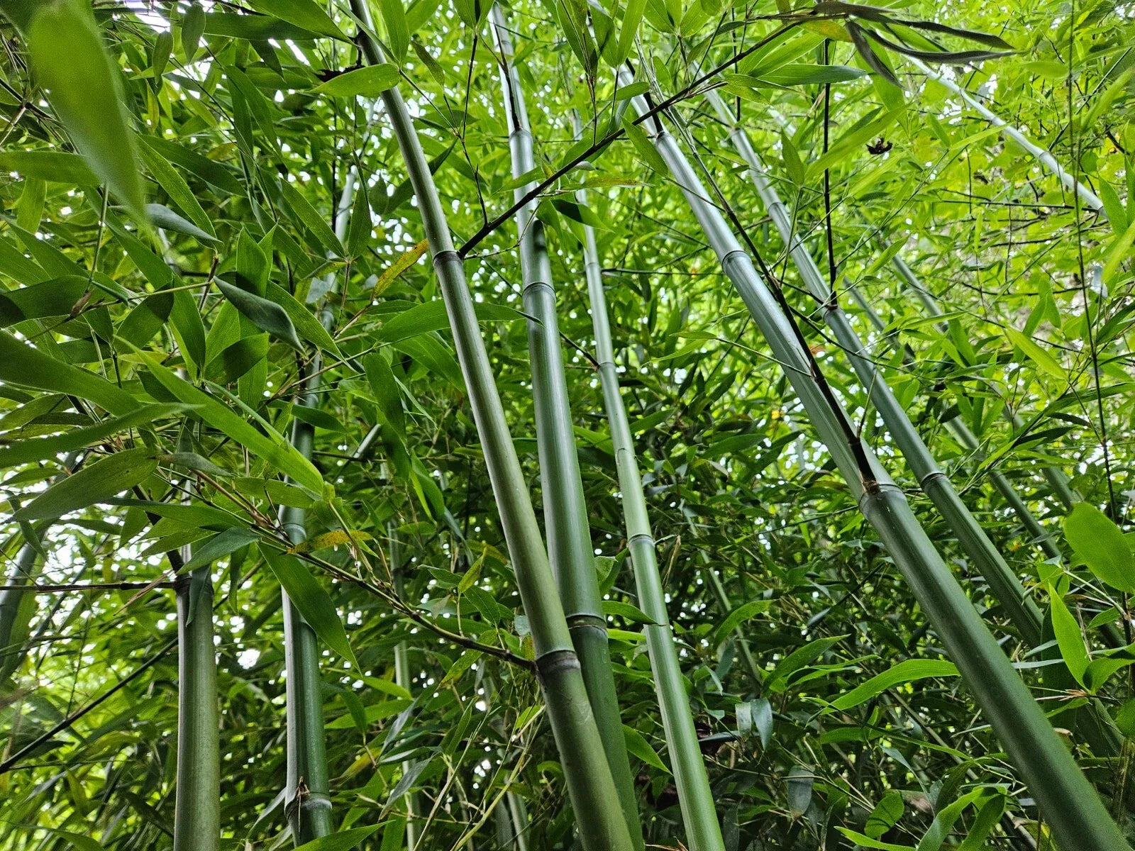 Live Rhizomes – Madake Bamboo Privacy Screen (Phyllostachys bambusoides) – Hardy, Fast-Growing Bamboo Plants for Landscaping