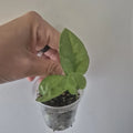 Mystery Pothos Starter Plants 2 Inch Pot - Easy Care Indoor Houseplant, Epipremnum aureum