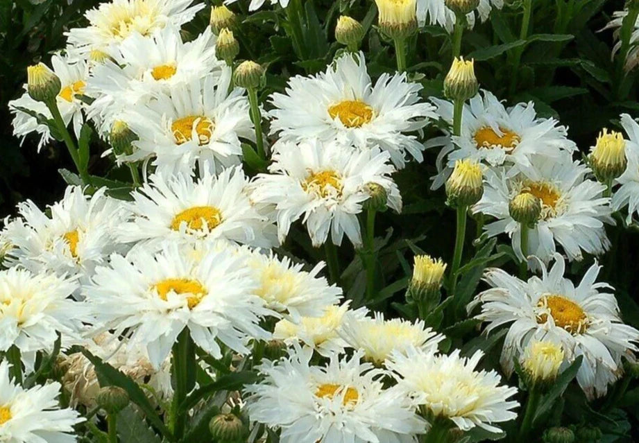 Shasta Daisy Seeds - 'Crazy Daisy' Variety - Leucanthemum x superbum - 20 Pack