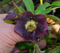 Hellebore Plants Mixed Seedlings - Colorful Blooming Perennials - Helleborus spp.