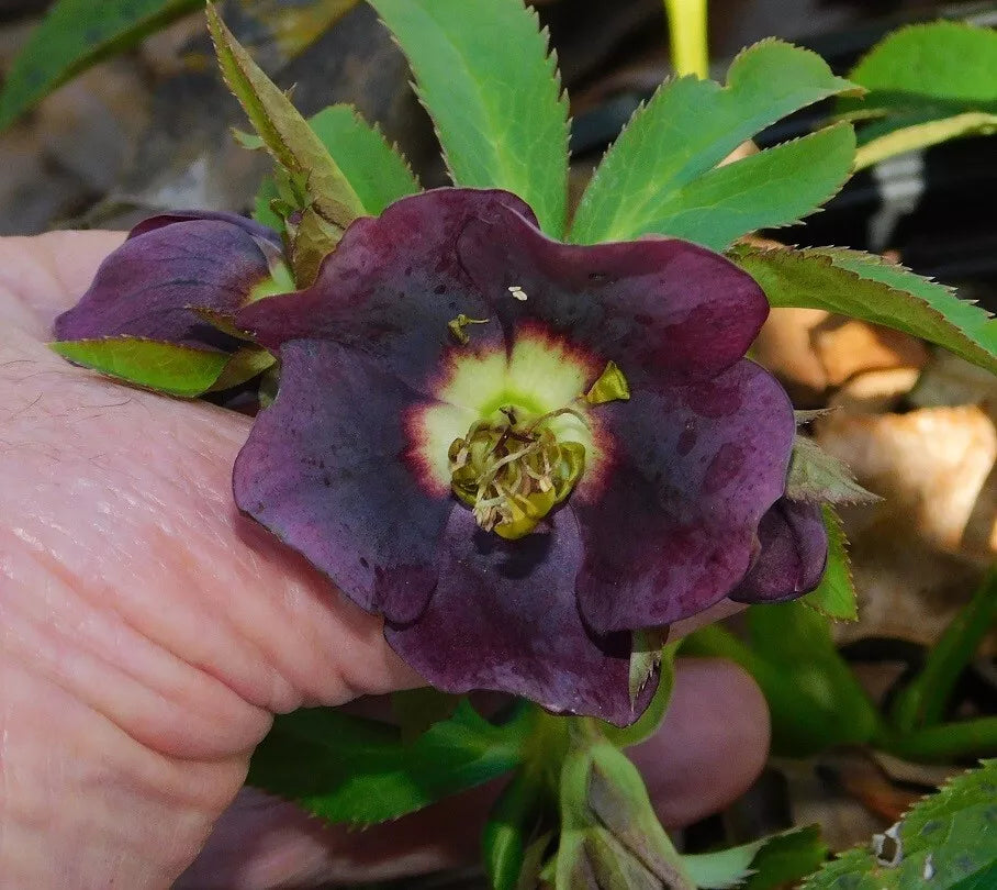 Hellebore Plants Mixed Seedlings - Colorful Blooming Perennials - Helleborus spp.