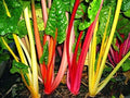Swiss Chard Seeds - 2K Bulk Northern Lights Mix - Heirloom, Intense Colors - Beta vulgaris subsp. cicla