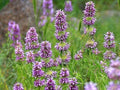 Lemon Mint Seeds - 100 Non-GMO Heirloom Garden Seeds for Herbs - Hummingbird Attraction - Mentha × piperita