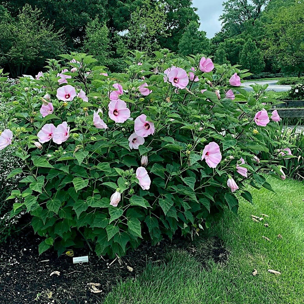 Pink Swamp Mallow Rose Seeds - 20 Large Flower Hardy Hibiscus Seeds for Fast-Growing Garden Plant