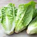 Little Gem Lettuce Seeds – Heirloom Non-GMO Variety – Organic Gardening – Lactuca sativa