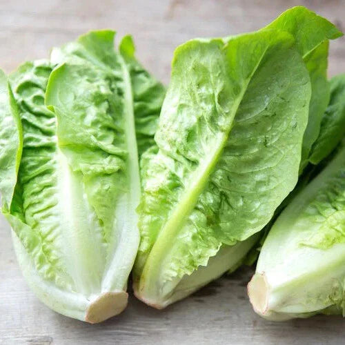 Little Gem Lettuce Seeds – Heirloom Non-GMO Variety – Organic Gardening – Lactuca sativa