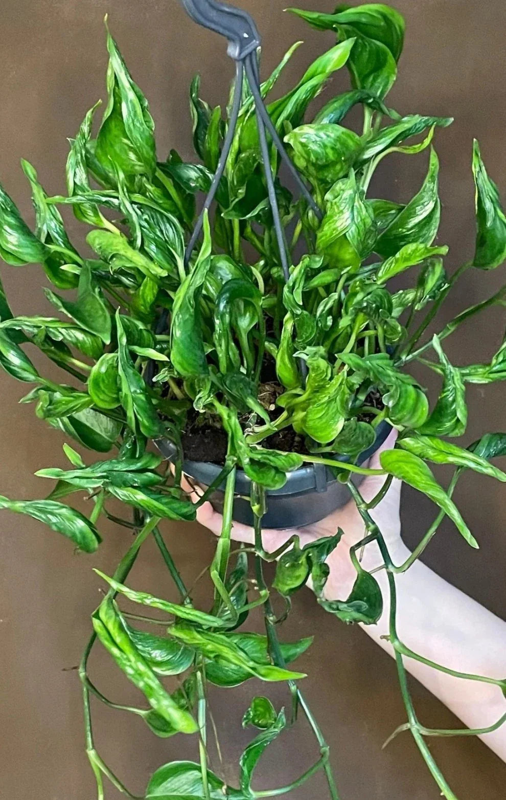 Pothos Cuttings - 3 Fresh Cuttings - Shangri La Variety - Epipremnum aureum