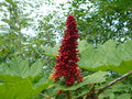 Devil's Club Live Root for Planting, 6-inch Dormant Section, Wild Harvested Oplopanax horridus, Alaska Grown