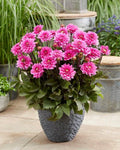 Dahlia Tubers - 3 Large "Fanfare" Melody Tubers for Planting - Dahlia pinnata