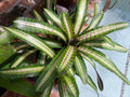 Neoregelia Palmares Bromeliad Plant - Small Tropical Indoor Houseplant - Colorful Foliage, Easy Care, Air Purifying