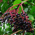 Elderberry Cuttings Unrooted Sambucus Bush Shrub Perennial Medicinal Plant