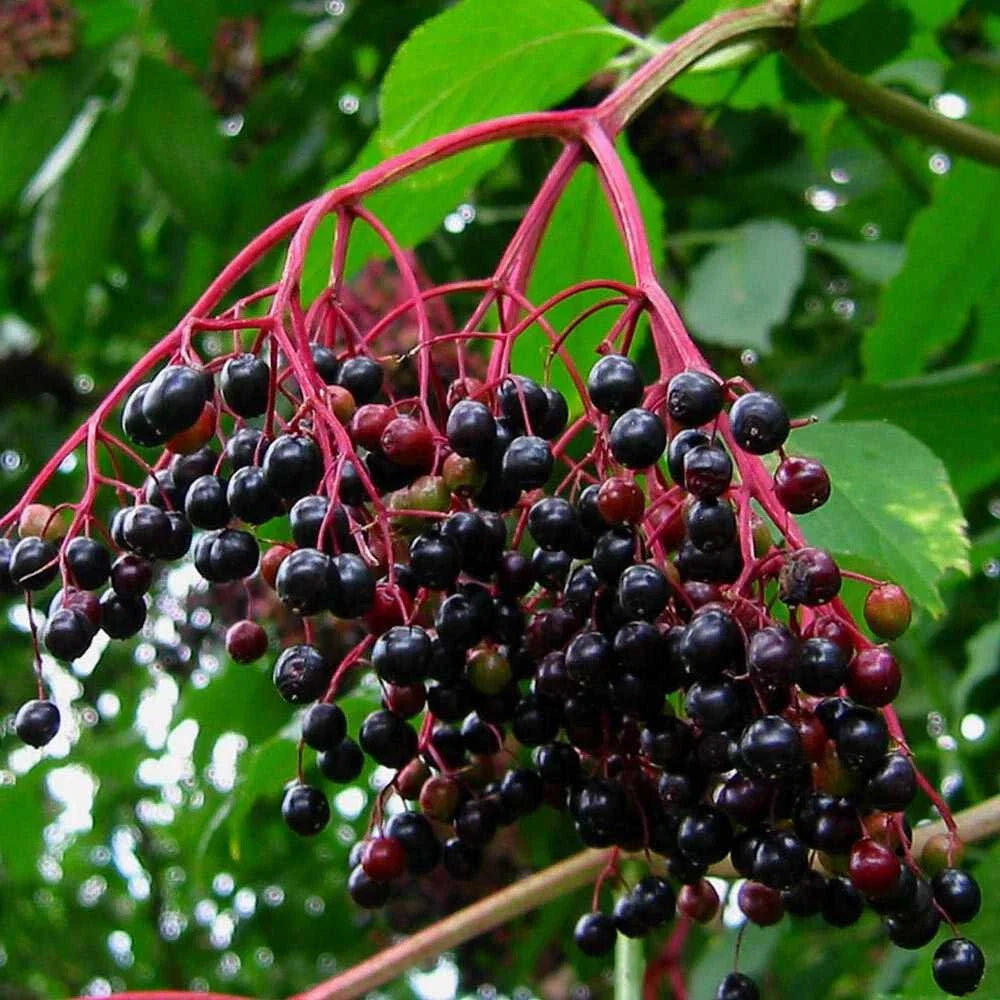 Elderberry Cuttings Unrooted Sambucus Bush Shrub Perennial Medicinal Plant