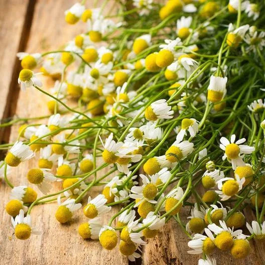 Chamomile German Herb Seeds - 1000 Non-GMO Medicinal Tea Groundcover Seeds, Fragrant Plant, Chamaemelum nobile