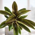 Cordyline Coffee Compacta Live Rooted Starter Plant - Easy Care Houseplant, Ideal for Indoor Decor, Cordyline Fruticosa